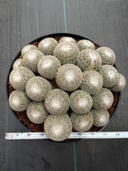 Mammillaria Perbella Cluster | Rare Specimen Cactus #617