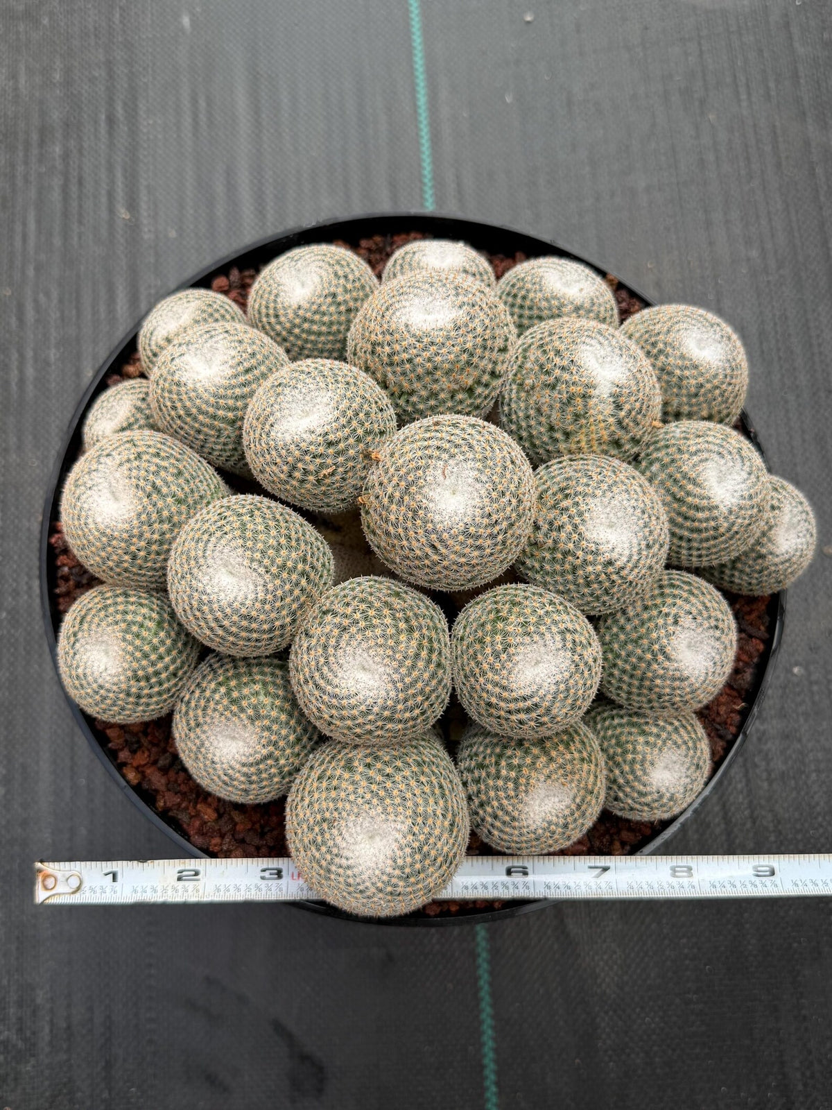 Mammillaria Perbella Cluster | Rare Specimen Cactus #617