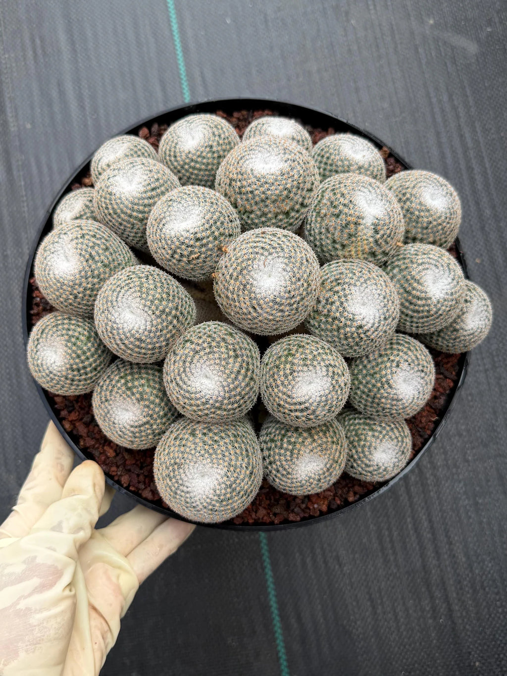 Mammillaria Perbella Cluster | Rare Specimen Cactus #617