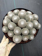 Mammillaria Perbella Cluster | Rare Specimen Cactus #617
