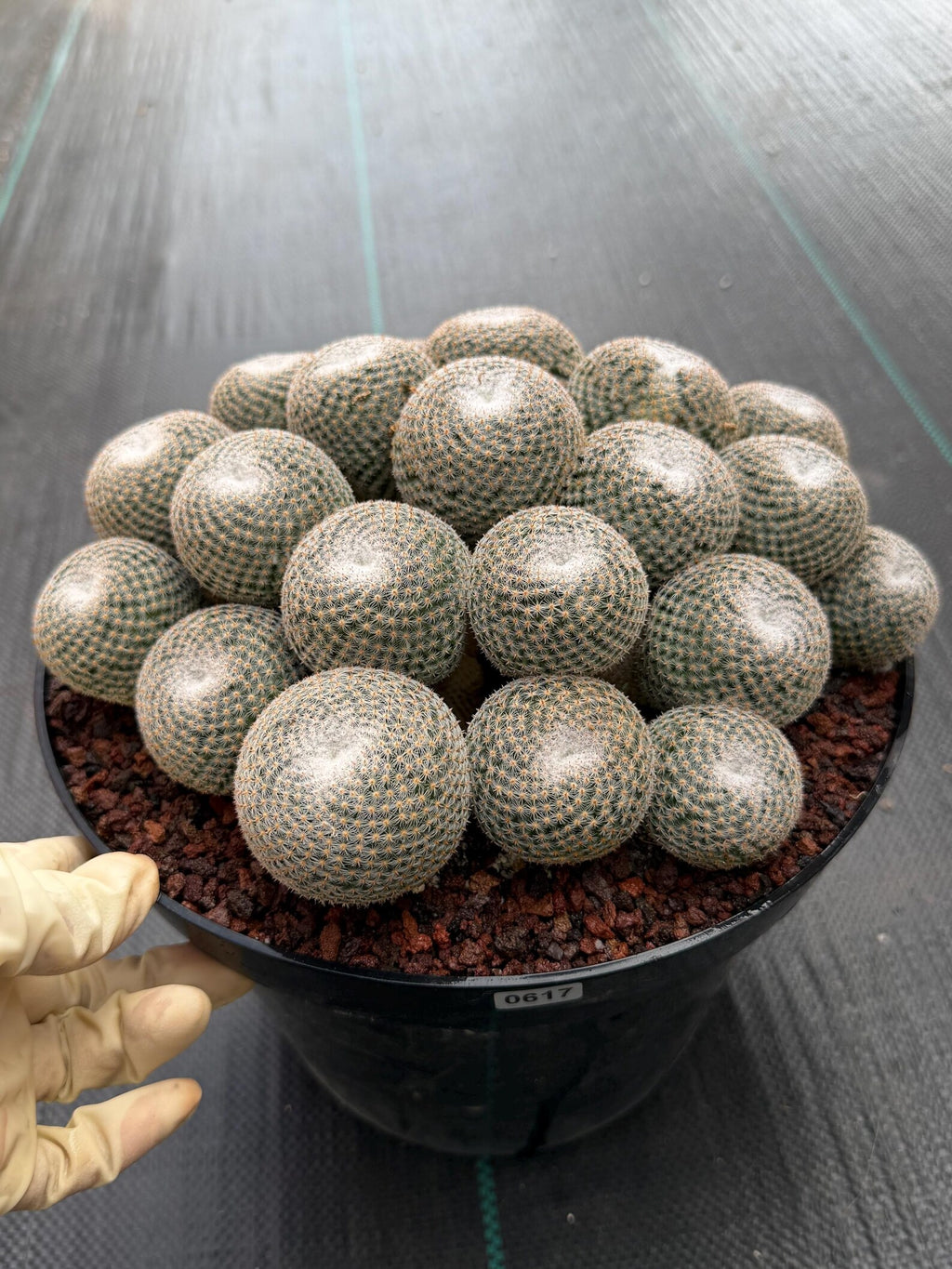 Mammillaria Perbella Cluster | Rare Specimen Cactus #617