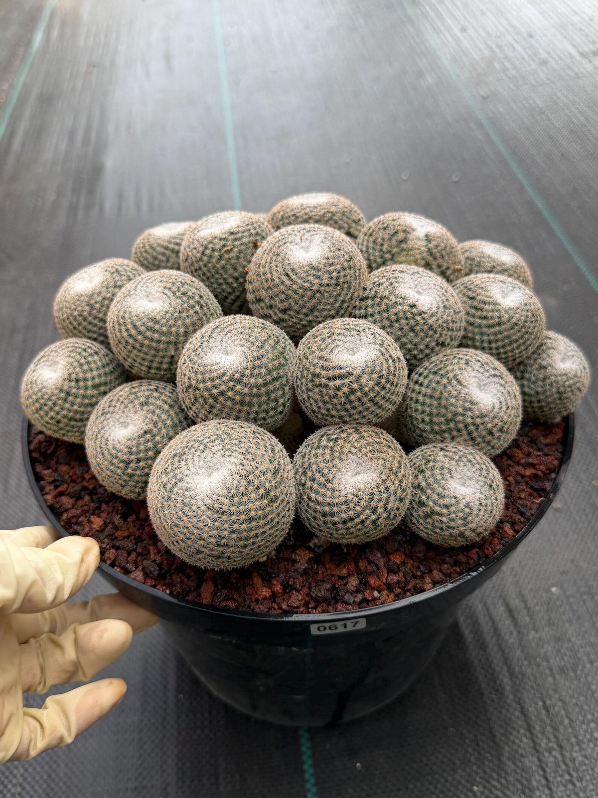 Mammillaria Perbella Cluster | Rare Specimen Cactus #617