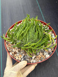 Crested Euphorbia Medusa | Rare Easy Care Succulent Plant