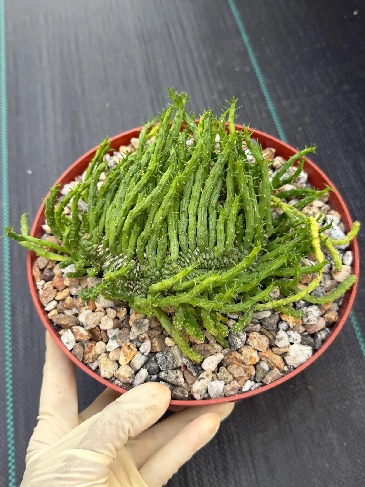 Crested Euphorbia Medusa | Rare Easy Care Succulent Plant