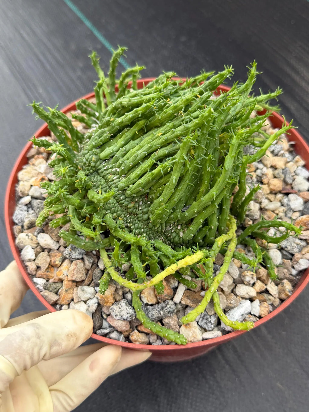 Crested Euphorbia Medusa | Rare Easy Care Succulent Plant
