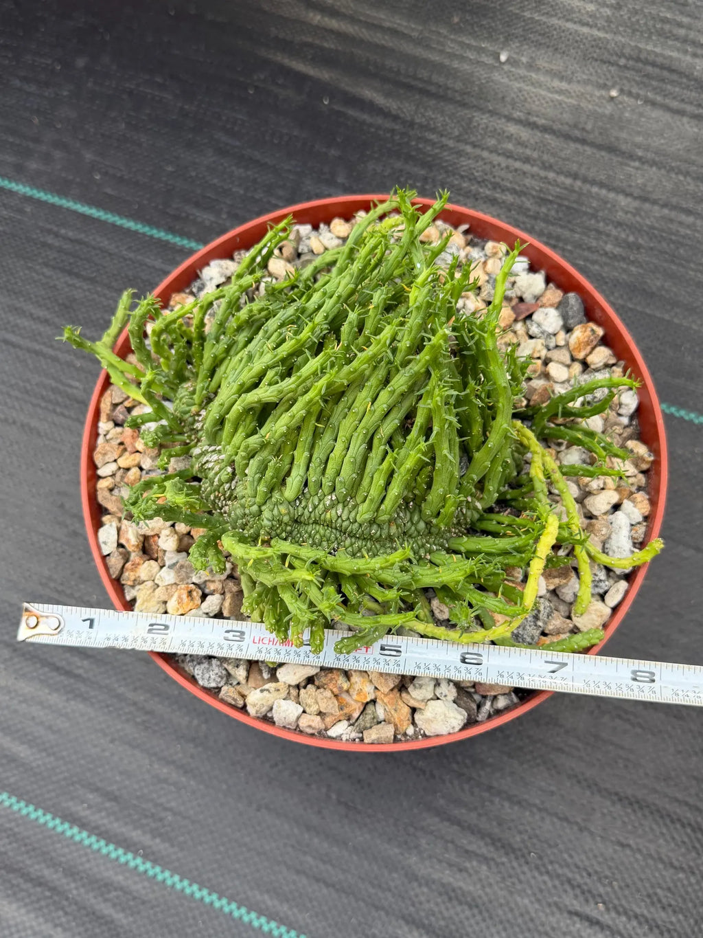 Crested Euphorbia Medusa | Rare Easy Care Succulent Plant