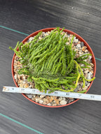 Crested Euphorbia Medusa | Rare Easy Care Succulent Plant