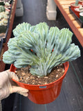 Crested Blue Myrtle Cactus | Rare Easy Care Live Plant #593