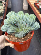 Crested Blue Myrtle Cactus | Rare Easy Care Live Plant #593