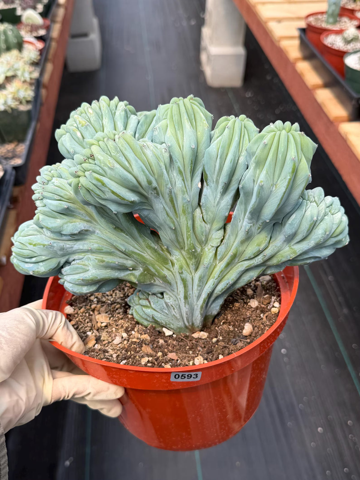 Crested Blue Myrtle Cactus | Rare Easy Care Live Plant #593