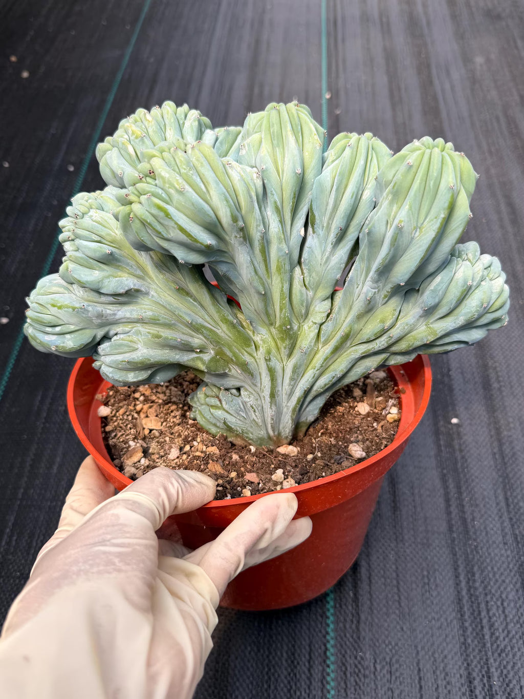Crested Blue Myrtle Cactus | Rare Easy Care Live Plant #593