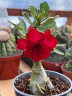 Adenium Arabicum | Dark Red Flower Desert Rose | Live Plant
