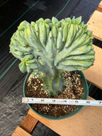 Crested Blue Myrtle Cactus | Rare Easy Care Live Plant #601
