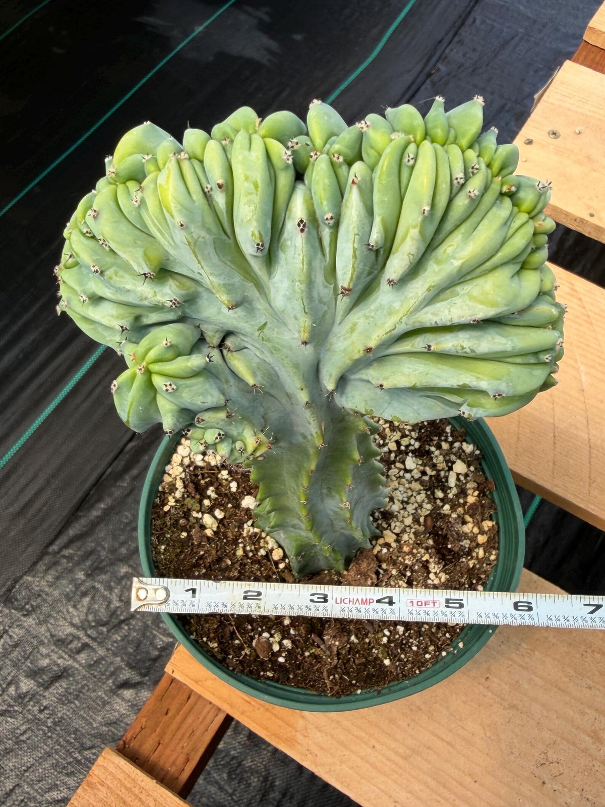 Crested Blue Myrtle Cactus | Rare Easy Care Live Plant #601