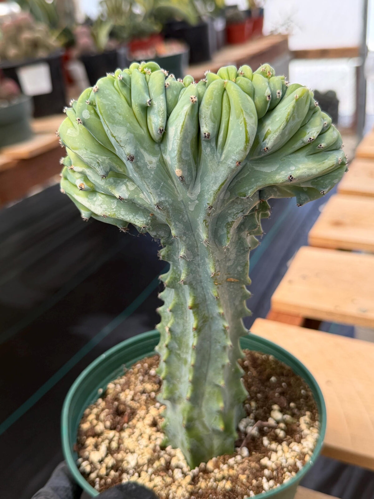 Crested Blue Myrtle Cactus | Rare Easy Care Live Plant #601