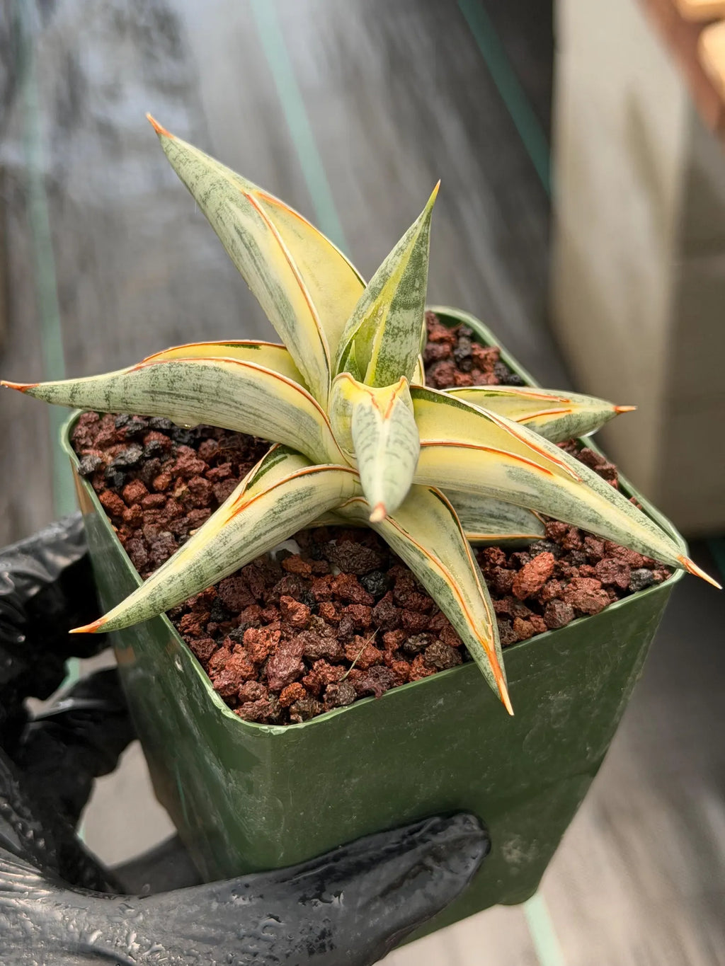 Variegated Sansevieria Blue Clone | White Variegated Snake Plant #614
