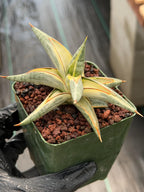Variegated Sansevieria Blue Clone | White Variegated Snake Plant #614