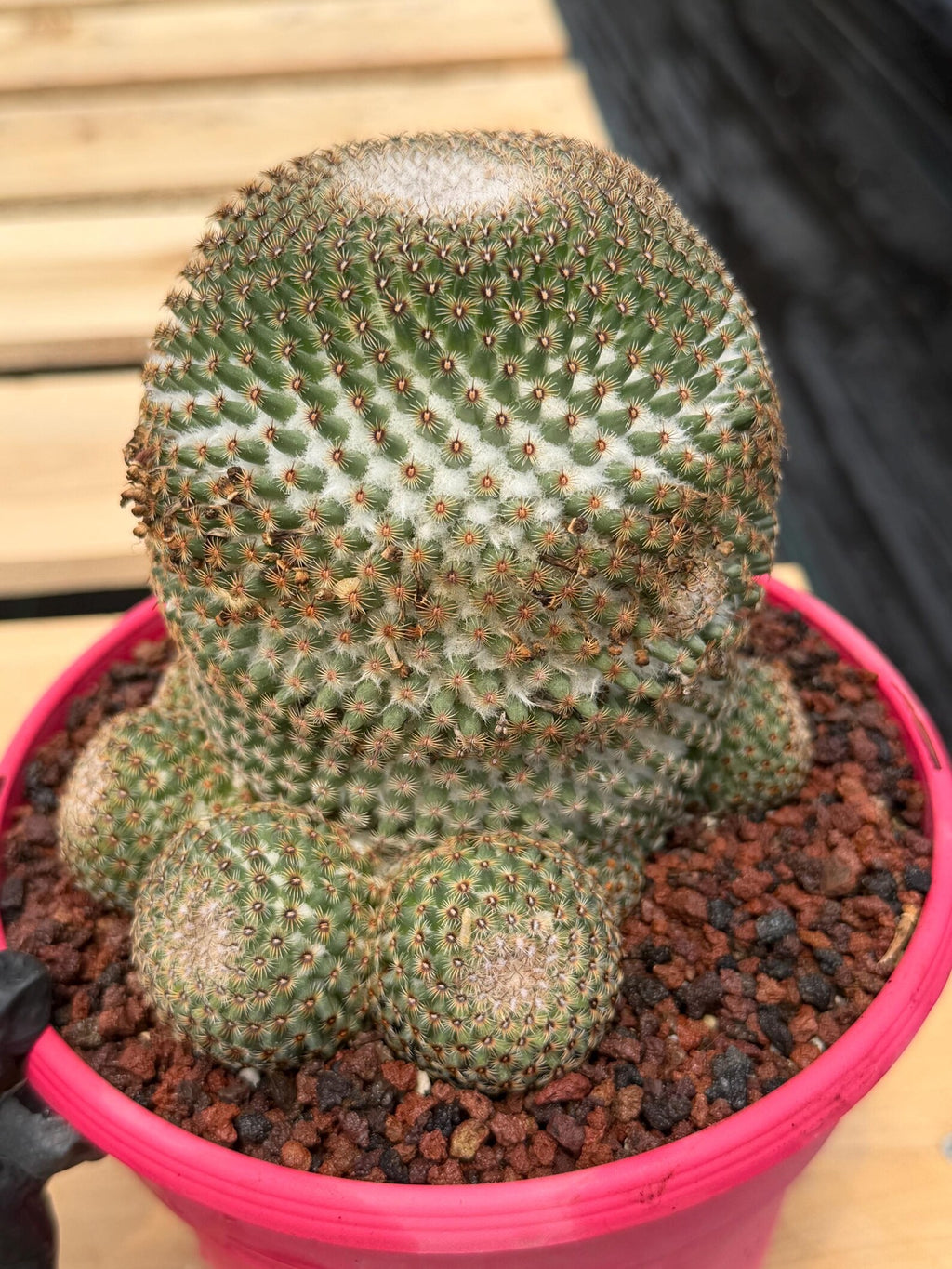 Mammillaria Huitzilopochtli Cluster #163 | Rare Live Cactus