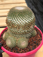 Mammillaria Huitzilopochtli Cluster #163 | Rare Live Cactus