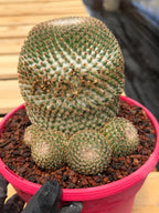 Mammillaria Huitzilopochtli Cluster #163 | Rare Live Cactus