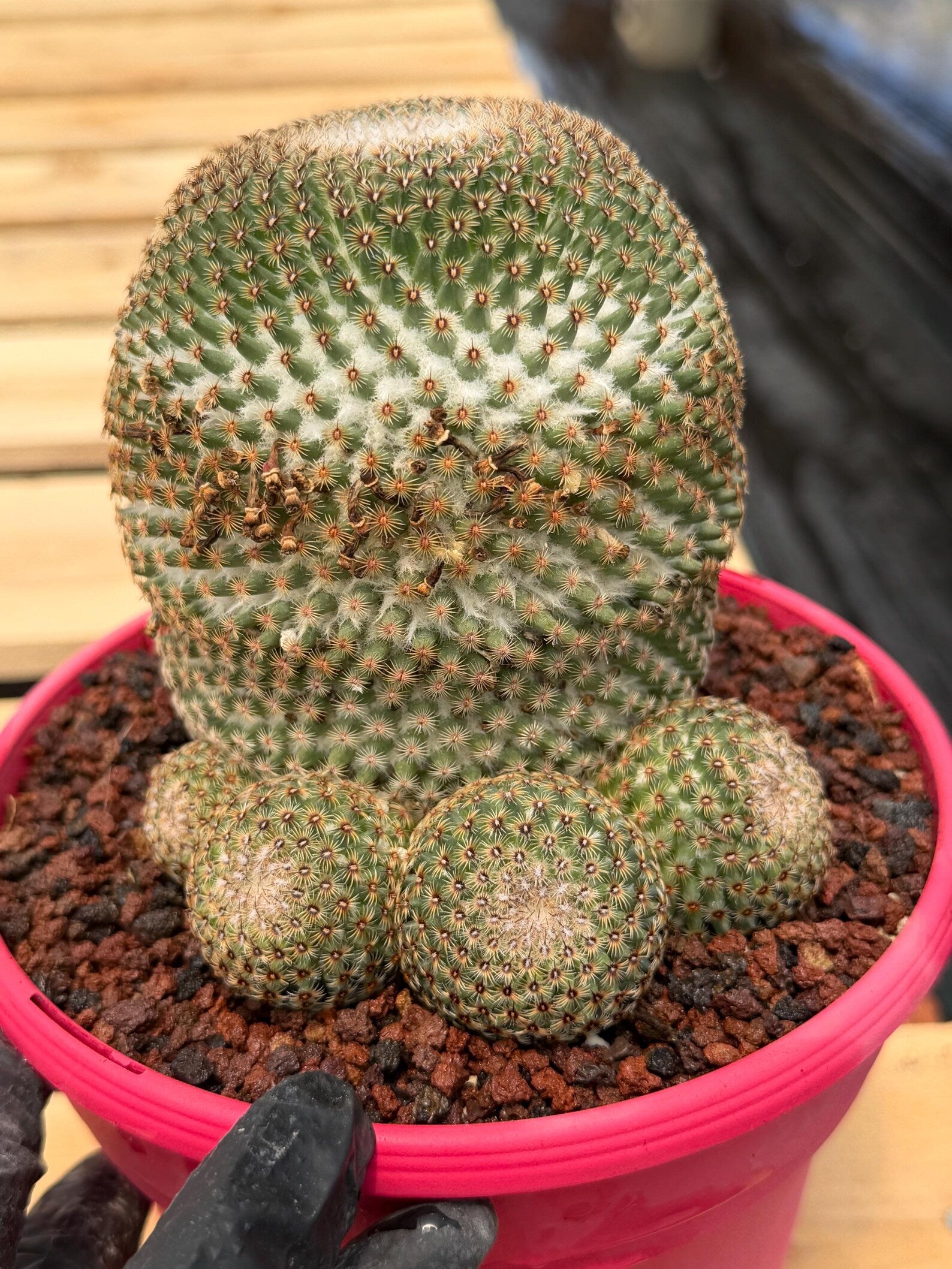 Mammillaria Huitzilopochtli Cluster #163 | Rare Live Cactus