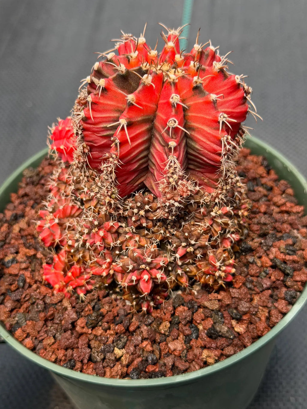 Variegated Gymnocalycium Cluster | Rare Live Cactus #599
