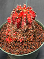 Variegated Gymnocalycium Cluster | Rare Live Cactus #599
