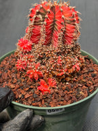 Variegated Gymnocalycium Cluster | Rare Live Cactus #599