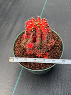 Variegated Gymnocalycium Cluster | Rare Live Cactus #599