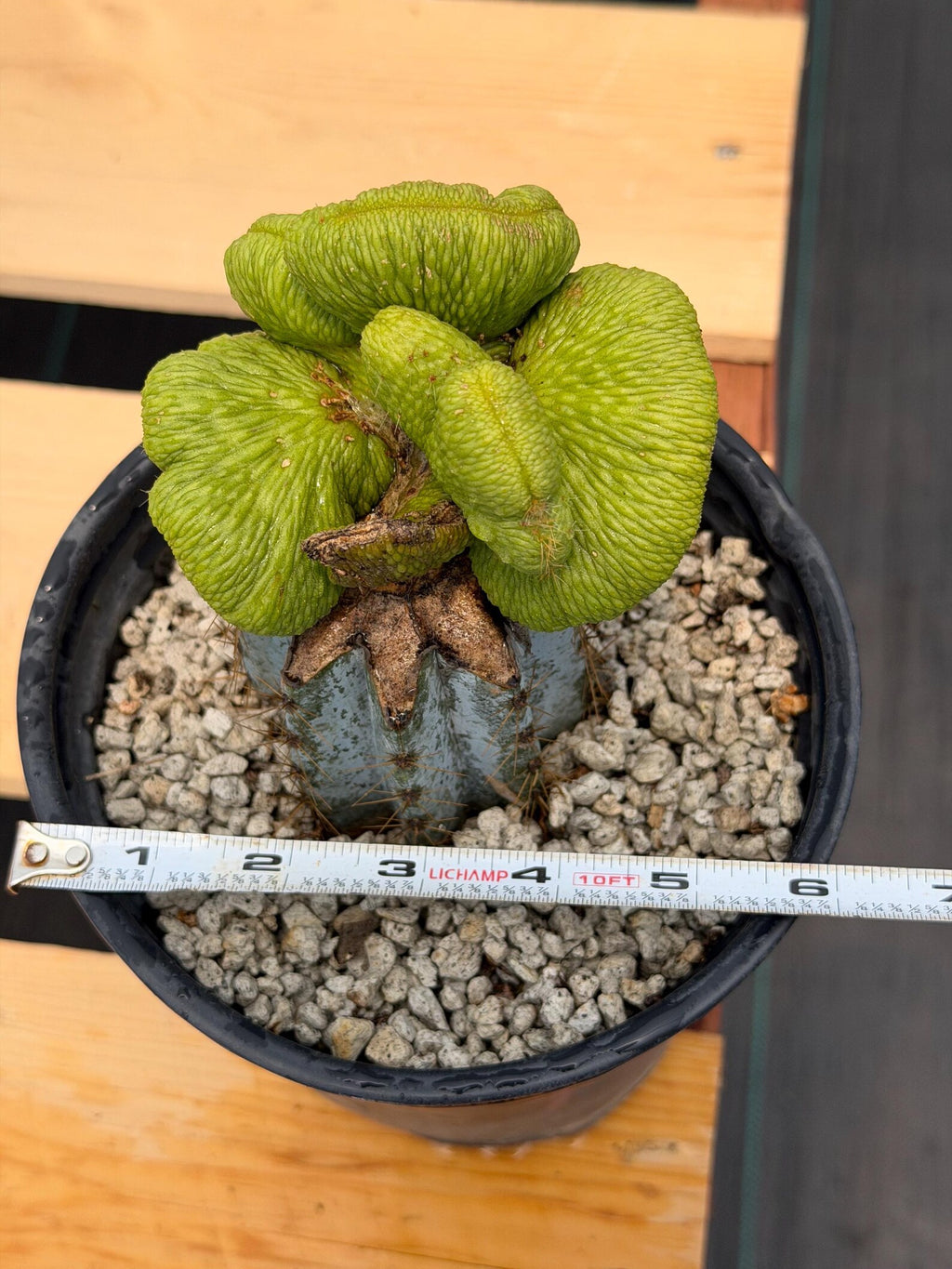 Crested Monkey Tail Inermis Graft Cactus | Rare Collector Plant