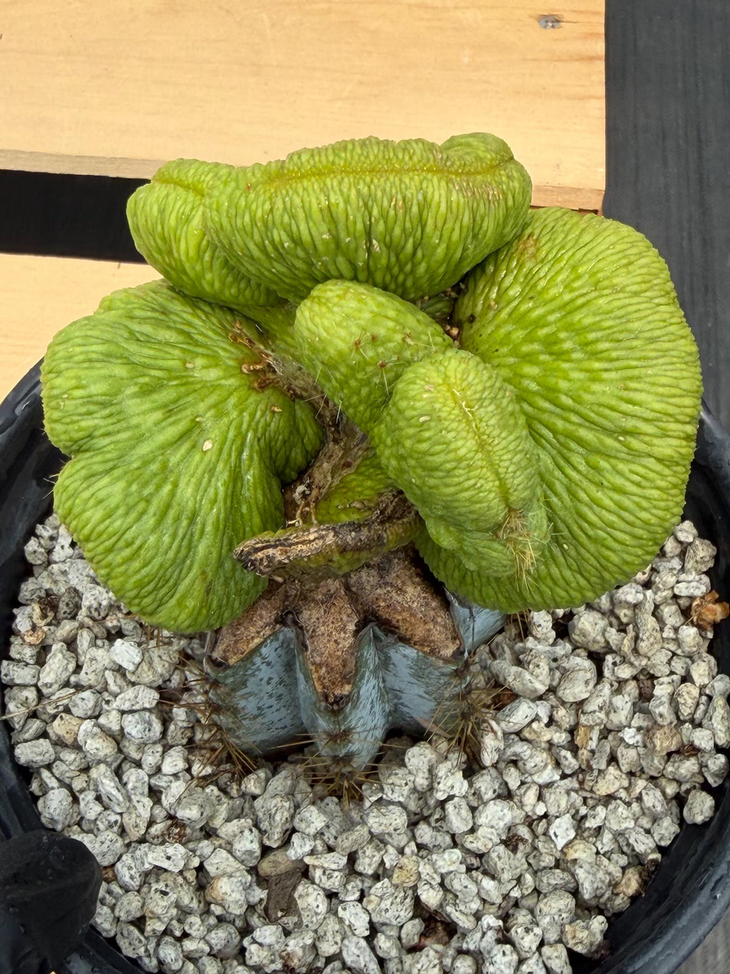 Crested Monkey Tail Inermis Graft Cactus | Rare Collector Plant