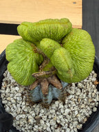 Crested Monkey Tail Inermis Graft Cactus | Rare Collector Plant