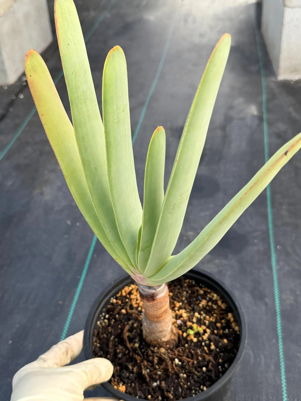 Tree Fan Aloe (Aloe Plicatilis) | Large Rare Succulent Plant