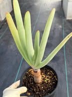 Tree Fan Aloe (Aloe Plicatilis) | Large Rare Succulent Plant