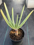 Tree Fan Aloe (Aloe Plicatilis) | Large Rare Succulent Plant