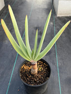 Tree Fan Aloe (Aloe Plicatilis) | Large Rare Succulent Plant