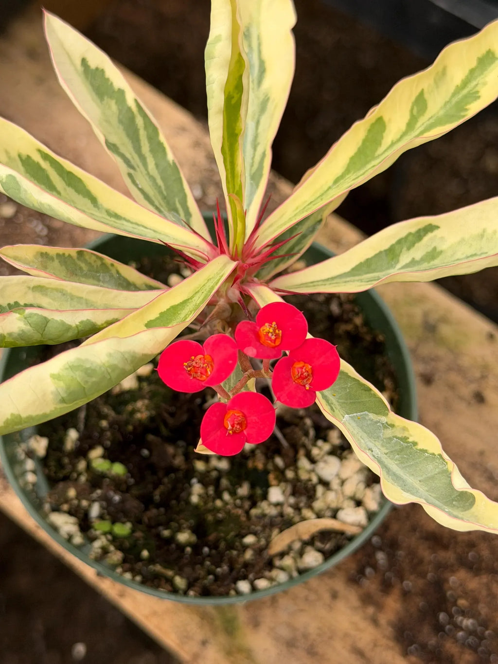 Variegated Crown of Thorns | Rare Euphorbia Succulent Plant