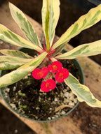 Variegated Crown of Thorns | Rare Euphorbia Succulent Plant