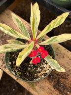 Variegated Crown of Thorns | Rare Euphorbia Succulent Plant