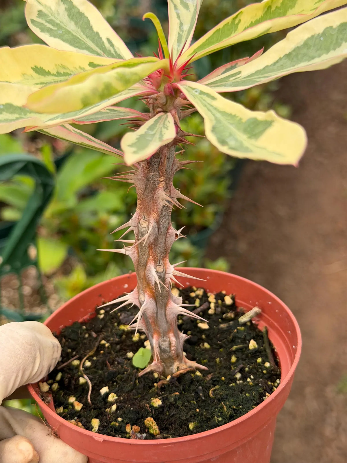 Variegated Crown of Thorns | Rare Euphorbia Succulent Plant
