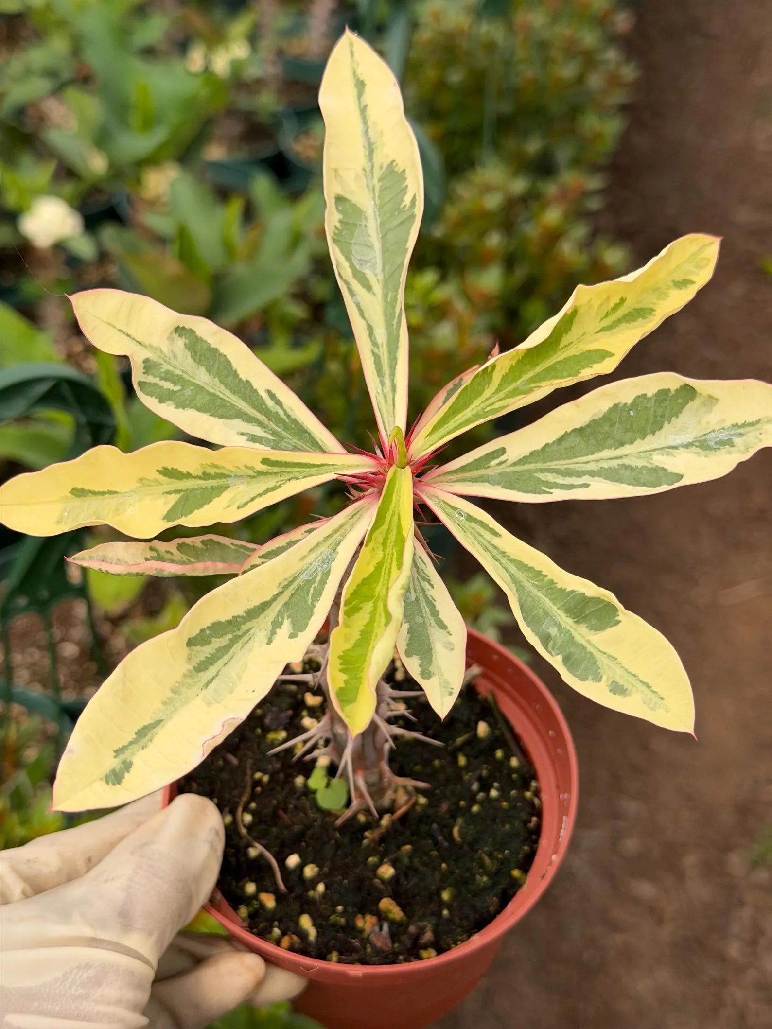 Variegated Crown of Thorns | Rare Euphorbia Succulent Plant