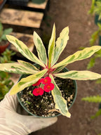 Variegated Crown of Thorns | Rare Euphorbia Succulent Plant