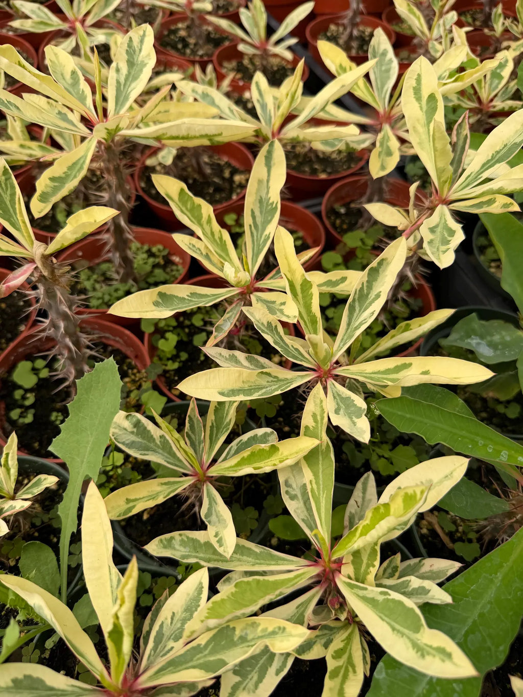 Variegated Crown of Thorns | Rare Euphorbia Succulent Plant
