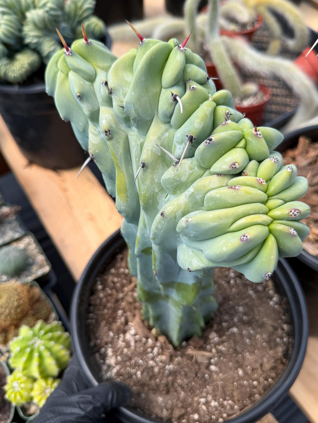 Crested Blue Myrtle Cactus with Arm | Rare Live Cactus #603