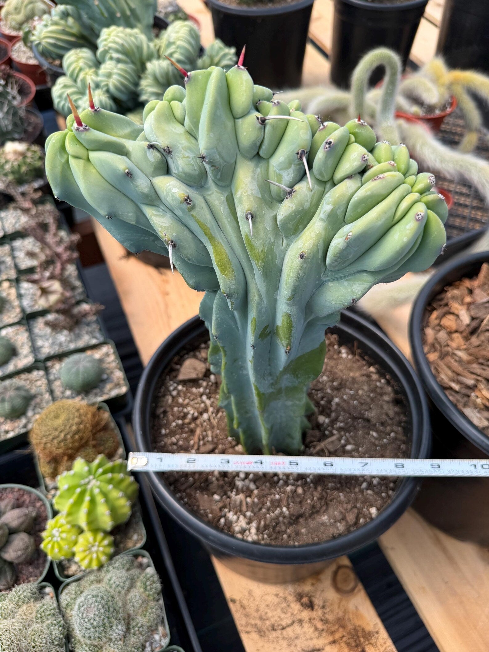 Crested Blue Myrtle Cactus with Arm | Rare Live Cactus #603