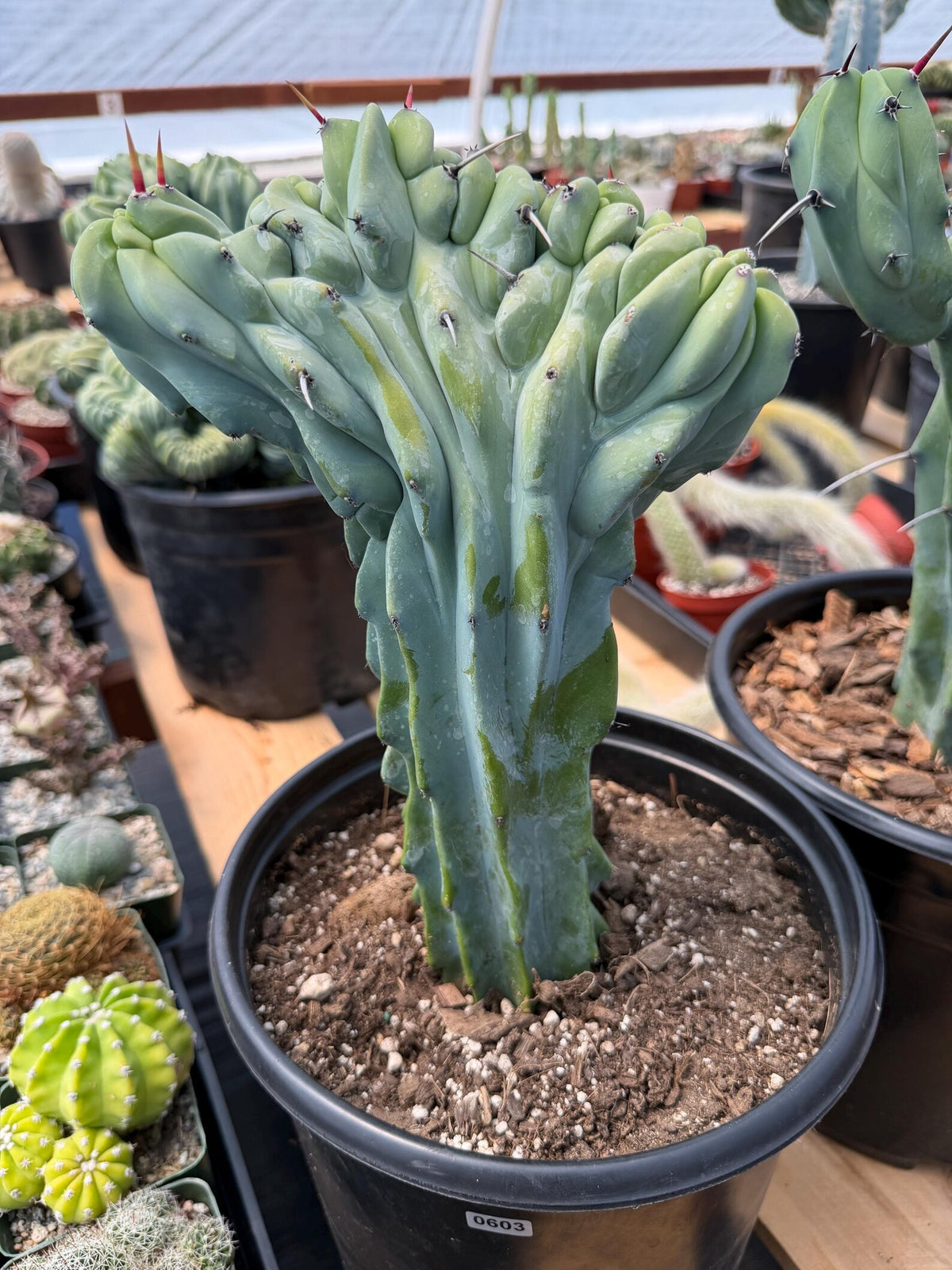 Crested Blue Myrtle Cactus with Arm | Rare Live Cactus #603