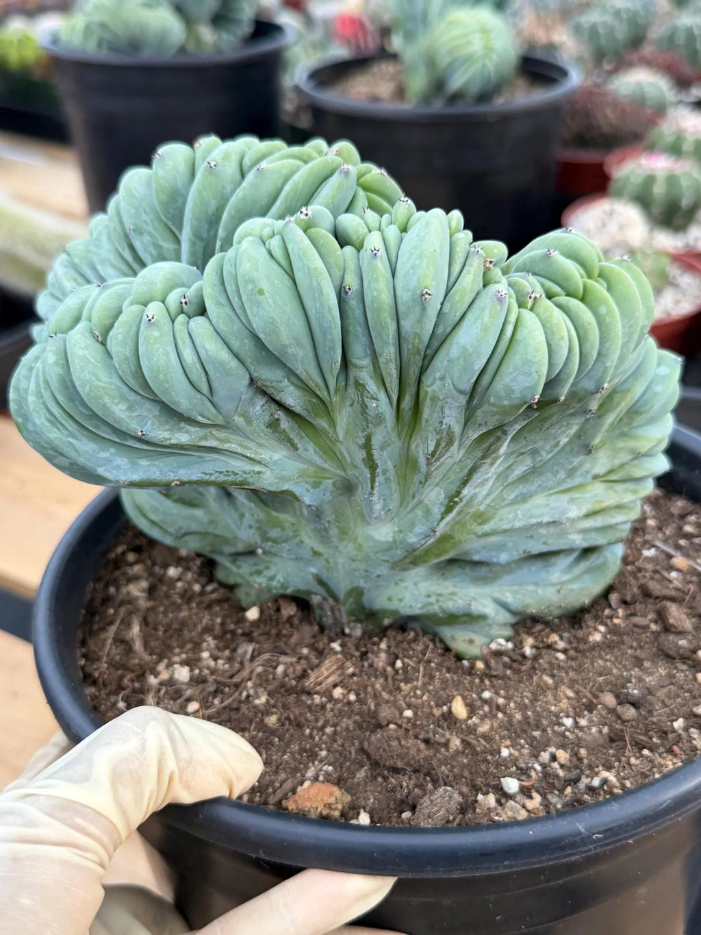 Crested Blue Myrtle Cactus | Rare Easy Care Live Plant #503