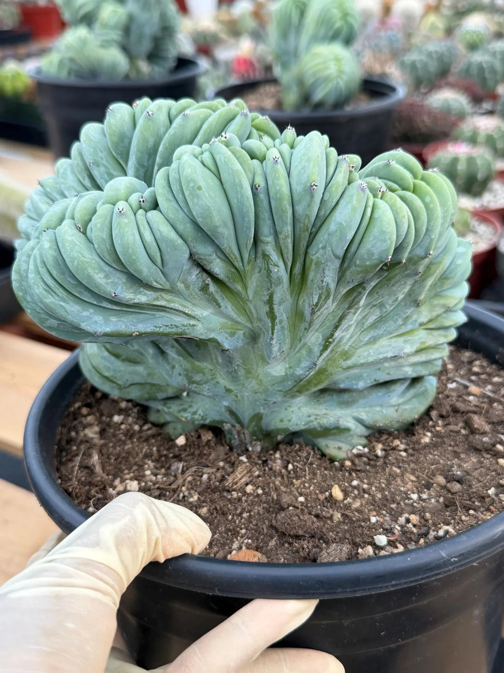 Crested Blue Myrtle Cactus | Rare Easy Care Live Plant #503