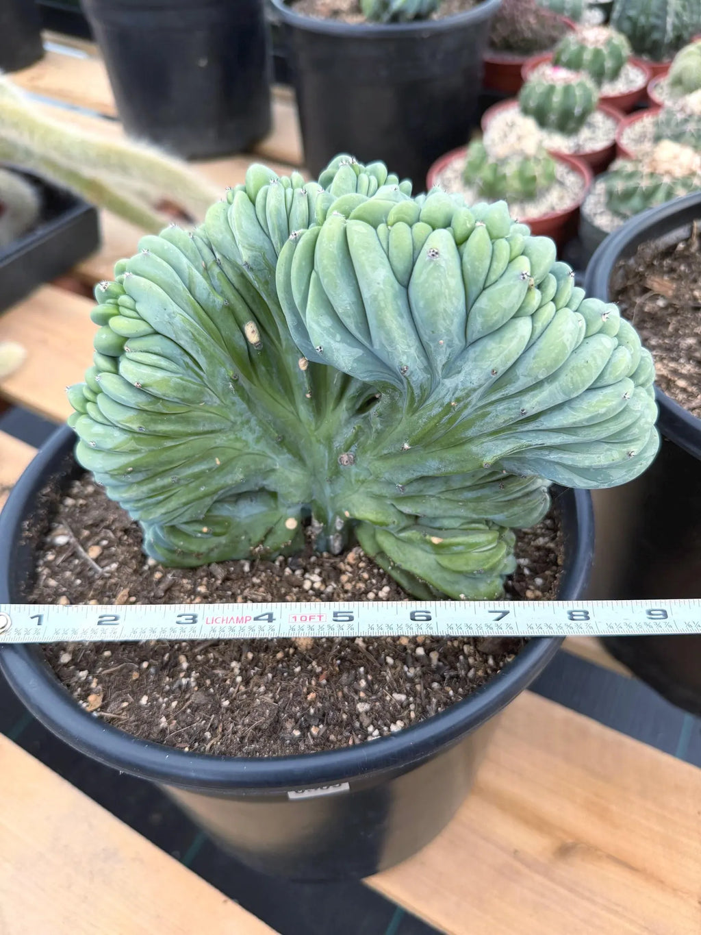 Crested Blue Myrtle Cactus | Rare Easy Care Live Plant #503