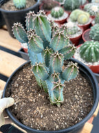 Blue Myrtle Cactus | Rare Easy Care Live Cactus